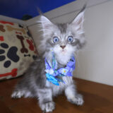 Diana Maine Coon 04