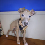 Dobby Italian Greyhound 03