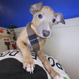 Dobby Italian Greyhound 04