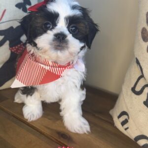 Doily Teddy Bear 01 Doily Teddy Bear 01