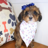 Dolly Bernedoodle 01