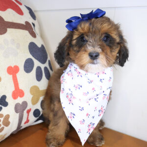 Dolly Bernedoodle 01 Dolly Bernedoodle 01