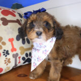 Dolly Bernedoodle 02