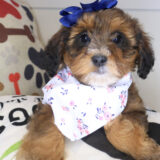 Dolly Bernedoodle 03