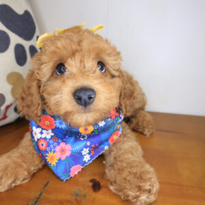 Doodlebug Poodle 01 Doodlebug Poodle 01