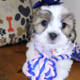 Duchess Teddy Bear 01