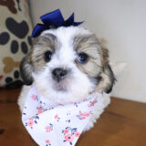 Duchess Teddy Bear 03