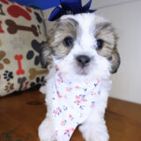 Duchess Teddy Bear 04