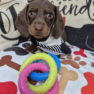 Dwayne Dachshund 01 Dwayne Dachshund 01