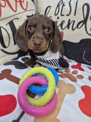 Dwayne Dachshund 01