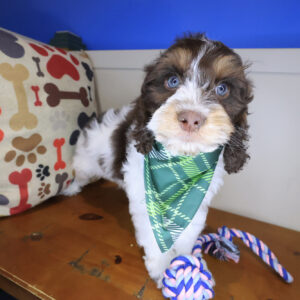 Earl Cockapoo 01 Earl Cockapoo 01