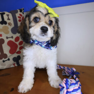 Edward Cockapoo 01 Edward Cockapoo 01