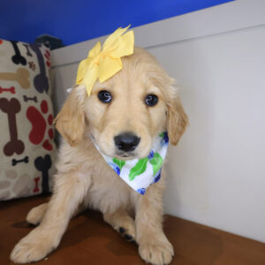 Emilia Golden Retriever 01 Emilia Golden Retriever 01