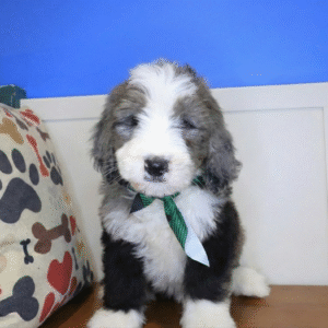 Excalibur Bernedoodle 01 Excalibur Bernedoodle 01