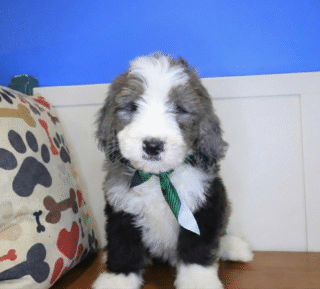 Excalibur Bernedoodle 01