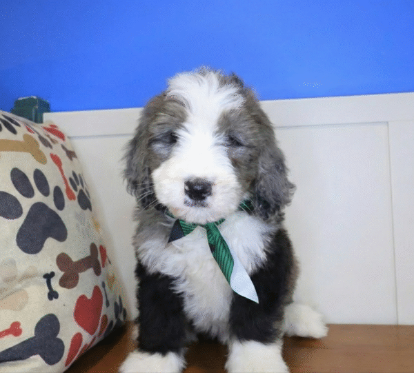 Excalibur Bernedoodle 01