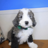 Excalibur Bernedoodle 02