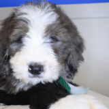 Excalibur Bernedoodle 03