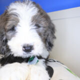 Excalibur Bernedoodle 04