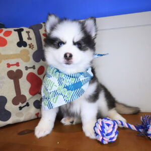 Ezra Pomsky 01 Ezra Pomsky 01