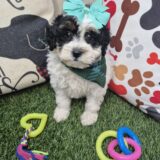 Fiesta Bernedoodle 01