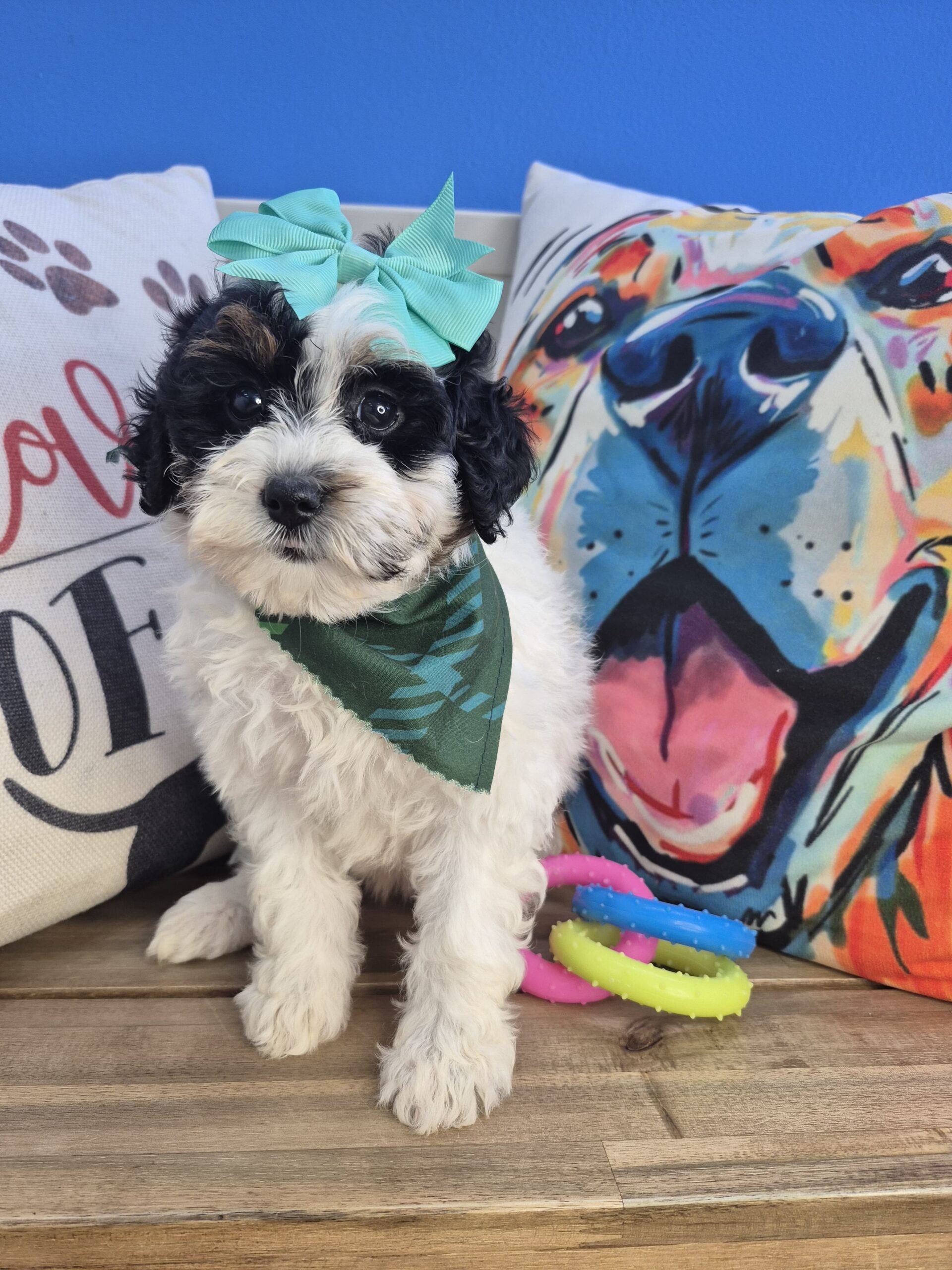 Fiesta Bernedoodle 02