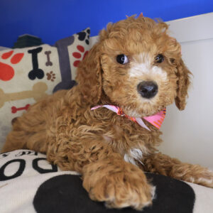 Fifi Goldendoodle 01 Fifi Goldendoodle 01