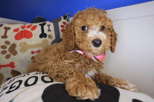 Fifi Goldendoodle 01