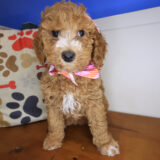 Fifi Goldendoodle 04
