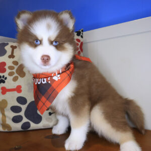 Finnigan Pomsky 01 Finnigan Pomsky 01