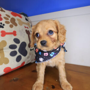 Flicker Cavapoo 01 Flicker Cavapoo 01