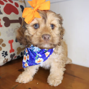 Florence Cockapoo 01 Florence Cockapoo 01