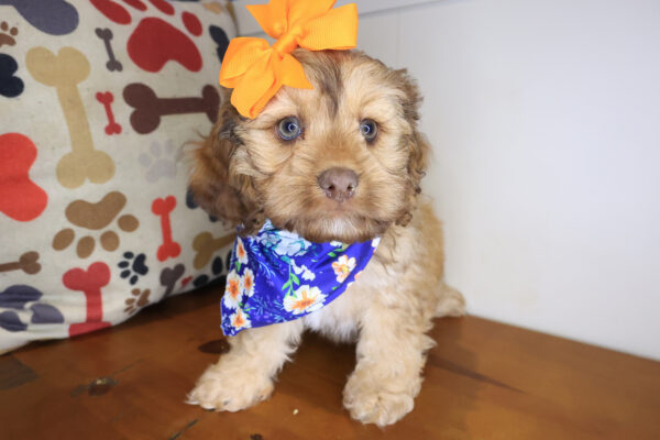 Florence Cockapoo 01