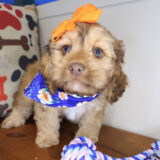 Florence Cockapoo 02