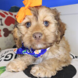 Florence Cockapoo 03