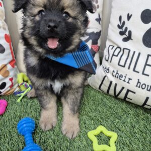 Gage Pomsky 01 Gage Pomsky 01