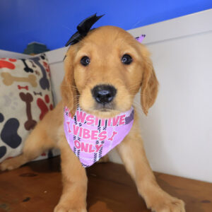 Gale Golden Retriever 01 Gale Golden Retriever 01