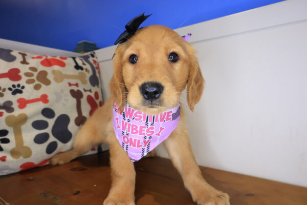 Gale Golden Retriever 01