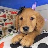 Gale Golden Retriever 03