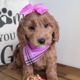 Gelar Goldendoodle 01