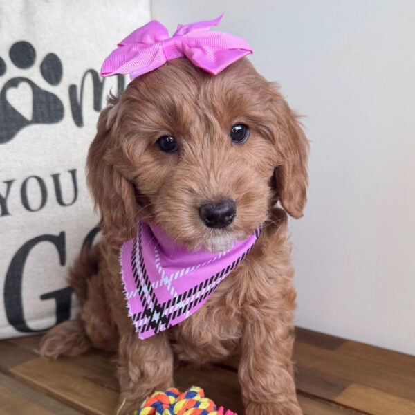 Gelar Goldendoodle 01