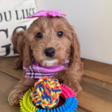 Gelar Goldendoodle 02