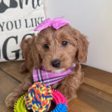 Gelar Goldendoodle 04