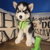 George Siberian Husky 01