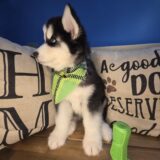 George Siberian Husky 02