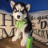 George Siberian Husky 03