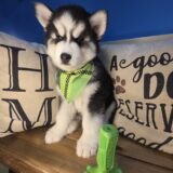 George Siberian Husky 04