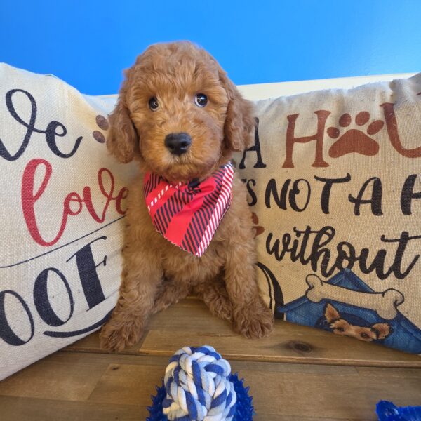 Ginger Goldendoodle 01