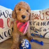 Ginger Goldendoodle 02