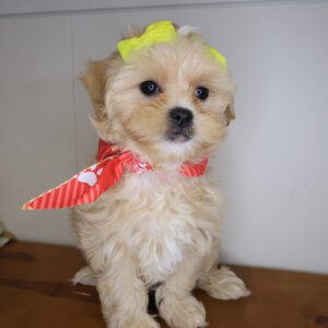 Goodie Shihpoo 01 Goodie Shihpoo 01